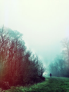 landscape photography of person walking on pathway between trees during nimbus clouds thumbnail