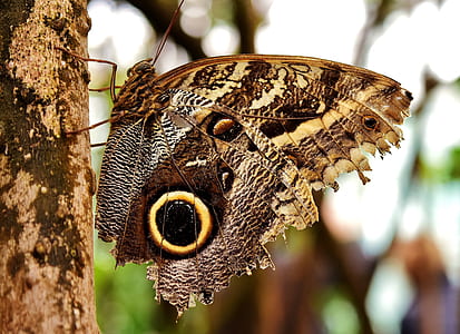 selective focus photo of owl butterfly thumbnail