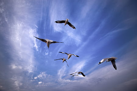 six flying birds under white clouds and blue sky thumbnail