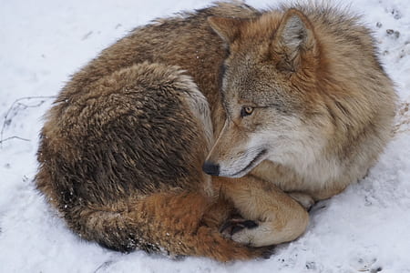 brown fox thumbnail