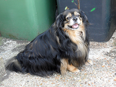 Cute Pet Dog thumbnail