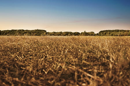 nature, sky, forest, trees thumbnail