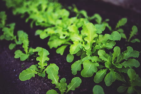 Young salad thumbnail