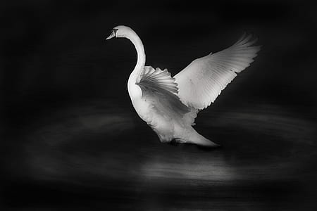 white swan figurine thumbnail