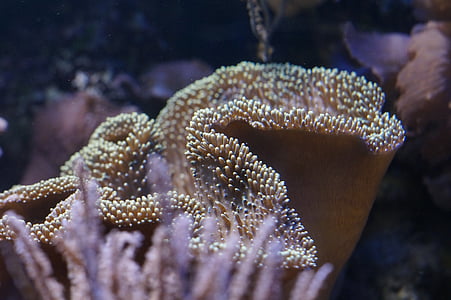 brown anemone thumbnail