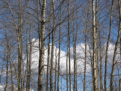 British Columbia, Coquitlam thumbnail