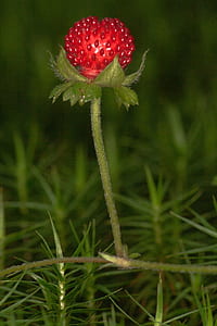 red strawberry fruit in closeup photography thumbnail