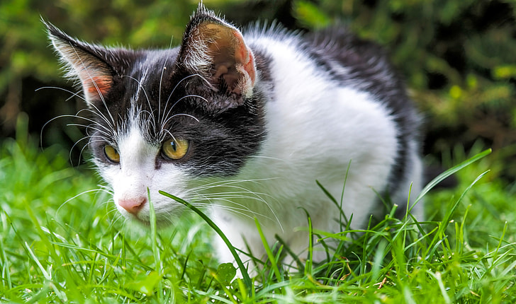 white and black cat on green grass
