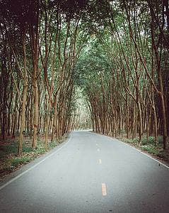 Rubber Tree, Rubber Tapping thumbnail