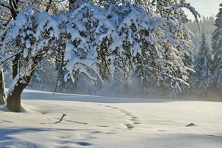 bare tree covered with snow thumbnail