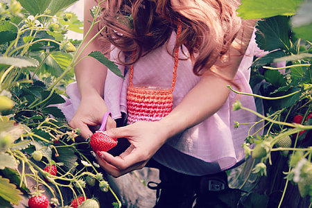 person harvesting strawberries during day time thumbnail