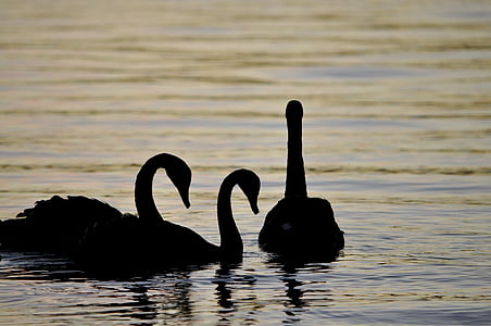 silhouette of three swans on body of water thumbnail