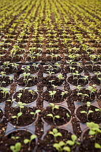 green leafed plant plantation thumbnail
