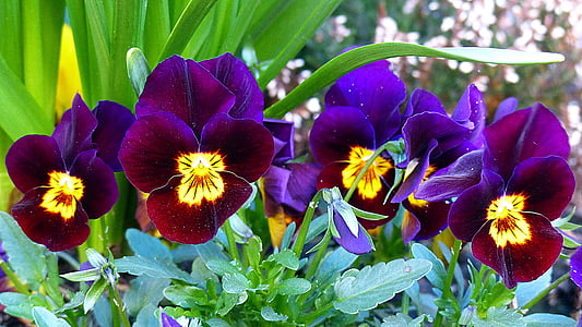 purple flowers with green leaves photography thumbnail