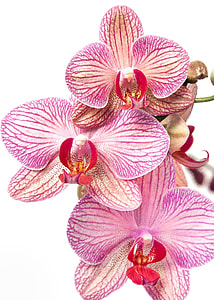 closeup photography of white-and-purple Moth Orchids on white background thumbnail