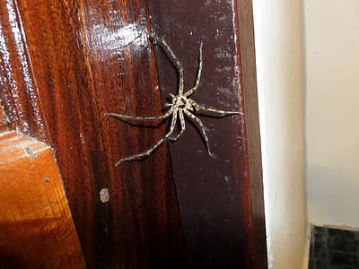 Large Thai spider straddling a doorway. thumbnail