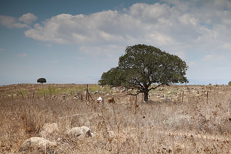 brown trees thumbnail