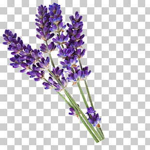English lavender Essential oil PiperWai Cosmetics, lavender, lavender flower PNG clipart