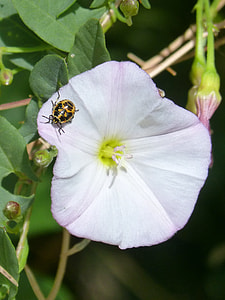 Harlequin Beetle, Harlequin Ladybird thumbnail