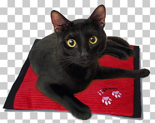 Abyssinian Bombay Cat American Bobtail Kitten Burmese Cat Kitten