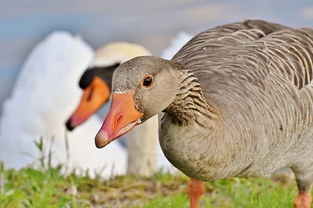 selective focus photography of brown duck thumbnail