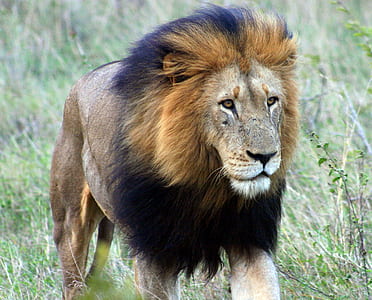 brown lion on green grass thumbnail
