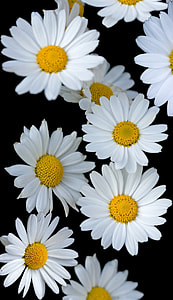 white and yellow flowers thumbnail