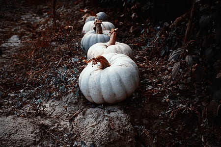 five white cabbages thumbnail
