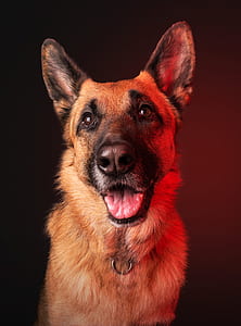shallow focus photography of brown German shepherd thumbnail