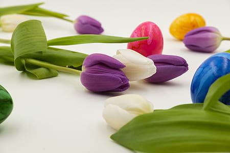 tulip flowers on white surface thumbnail