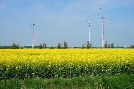 three windmills on yellow rapeseed flower field under clear blue sky thumbnail