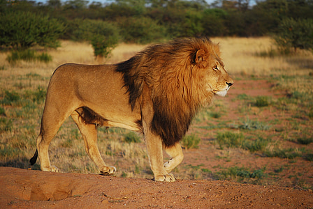 shallow focus photography of lion near green bush thumbnail