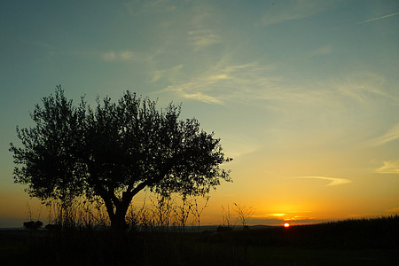 photo of green leaf tree during sunset thumbnail