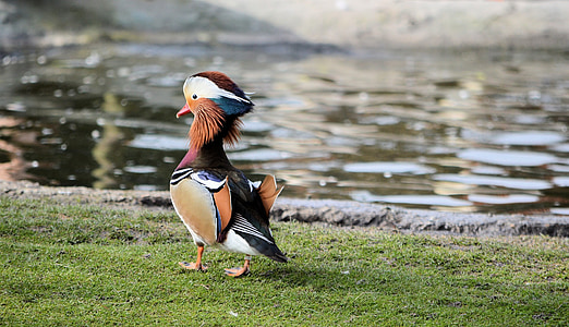 Mandarin duck wobbling near riverbank thumbnail