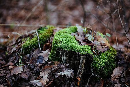 A walk in an autumn forest thumbnail