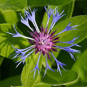 shallow focus photography of blue and purple flower during daytime thumbnail