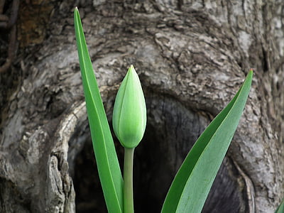 green leaf plant under brown tree thumbnail