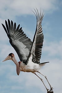 Selective Focus Photo of Black and White Flying Bird thumbnail