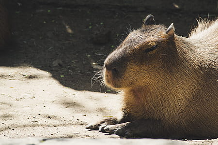 Brown Capybara thumbnail