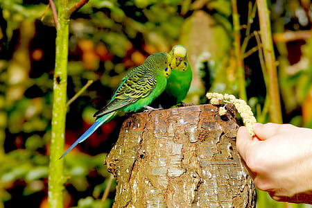 man holding brown grass near two green budgerigars thumbnail
