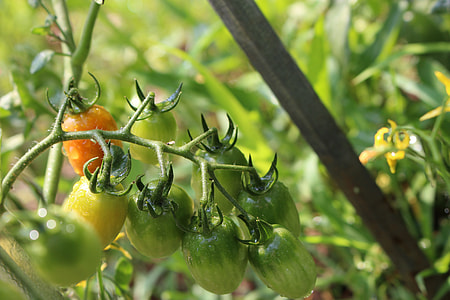 Tomato, Fruit thumbnail
