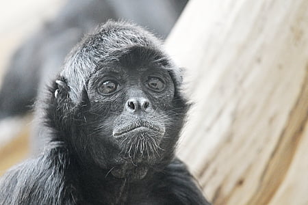 closeup photo of black ape thumbnail