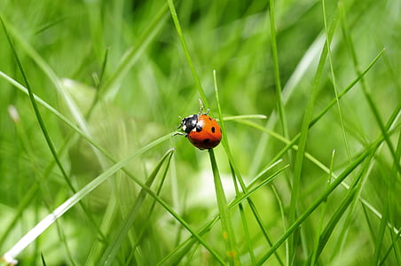 brown ladybug on green grass thumbnail
