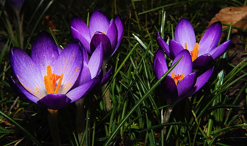 four purple petaled flowers thumbnail