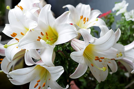 white flowers thumbnail