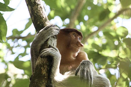 photo of primate hanging on tree branch thumbnail