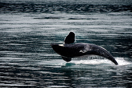 black whale on water at daytime thumbnail