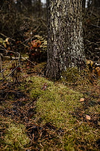 Autumn walk to the forest in foggy weather thumbnail