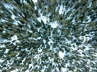aerial photo of a snow land with trees thumbnail