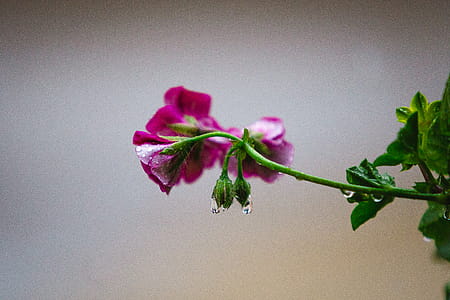 Photography of Pink Flowers thumbnail